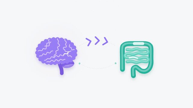 Minimal Flat Gut-Brain Axis Animation, Simple Brain and Intestine Icons with Two-Way Arrows on Plain Light Background,  Seamless Loop Video
