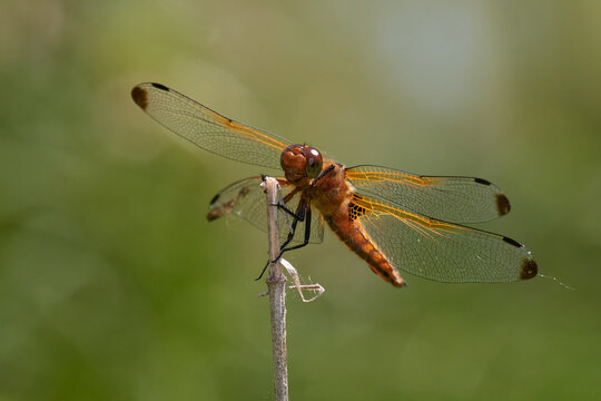 The dragonfly is a fast and brilliant predator in its natural habitat, Danube forests, Slovakia