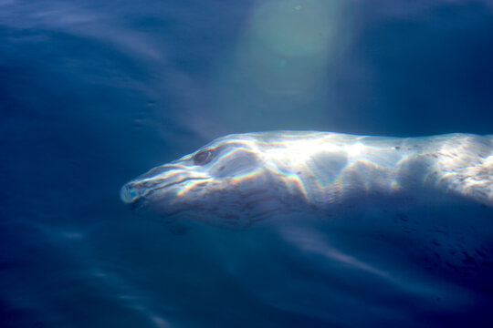 Leopard seal underwater near Antarctica