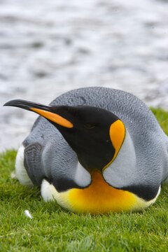 King penguin on South Georgia Island