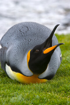 King penguin on South Georgia Island