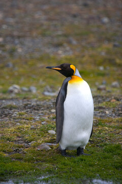 King penguin on South Georgia Island