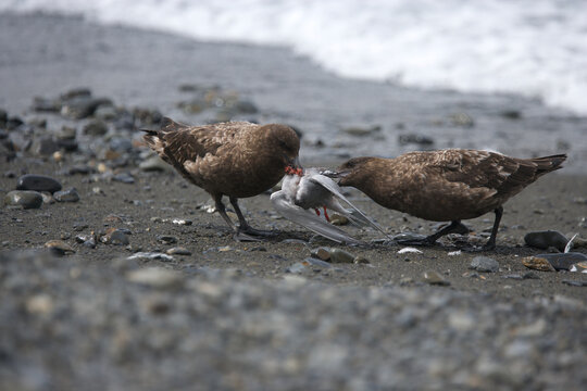 Skuas fighting over a dead bird on South Georgia Island