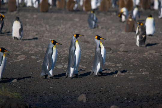 King penguins walking in a line n South Georgia Island