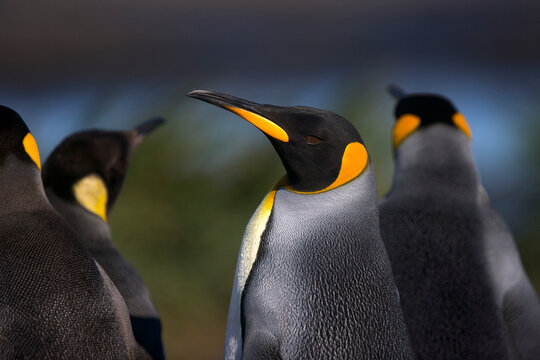 King penguins on South Georgia Island