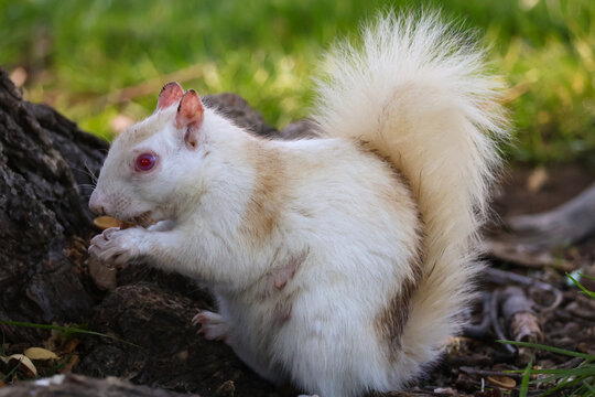 White albino squirrel side profile feeding tree root 05