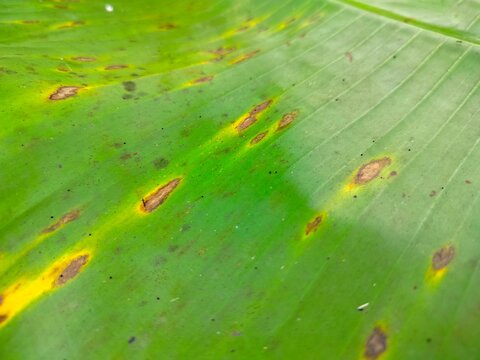 leaf spots appear on the surface of green banana leaves as brownish-black and yellowish marks, these symptoms are caused by a fungal infection