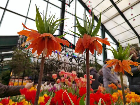 Tall orange crown imperial flowers hang beneath tufts of green leaves, standing above a colorful greenhouse planting
