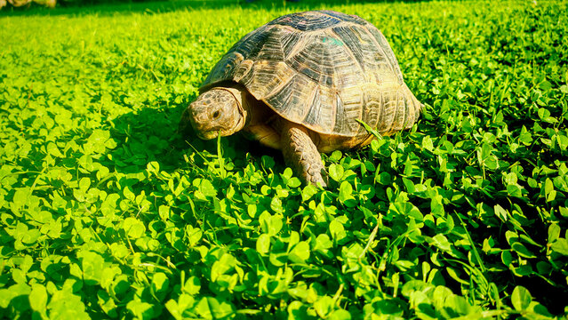 Tortoise walking through bright green ground cover