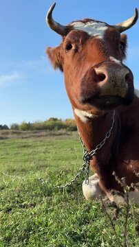 Brown cow is eating grass in the pasture, vertical video with sound.