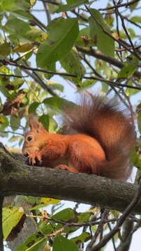 Squirrel is eating a walnut in a tree, vertical video.