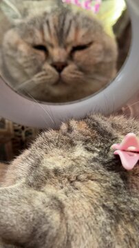 Cat female looks in the mirror as she is being decorated with hair clips, vertical video with meow sound.
