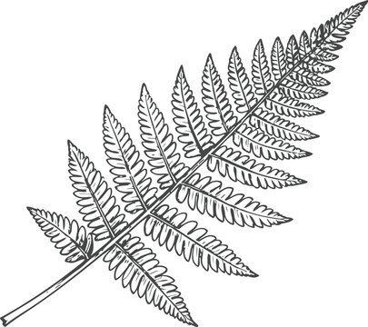 Detailed black and white illustration of a fern leaf with intricate pattern and texture