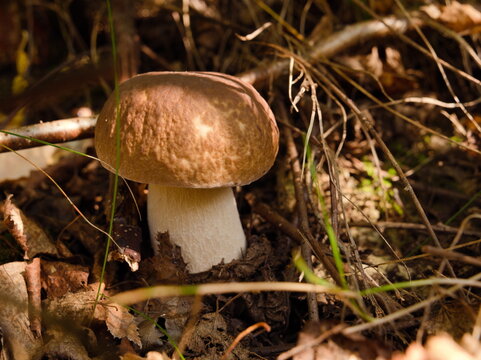Wild edible porcini mushroom Boletus edulis growing in the forest ground among dry leaves and twigs. Autumn mushroom hunting, mycology nature photography, gourmet organic food harvesting concept.