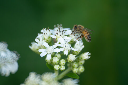 honey bee nectaring on frostweed flower