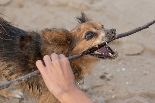 A small brown dog playfully holds a wooden stick in its mouth on a sandy beach. Close-up shot with selective focus, capturing a joyful lifestyle moment with pets and friends.
