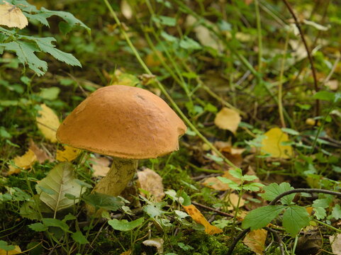 Wild orange birch bolete mushroom Leccinum aurantiacum growing in autumn forest ground with green leaves and moss. Edible mushroom hunting, mycology, organic wild food harvesting concept.