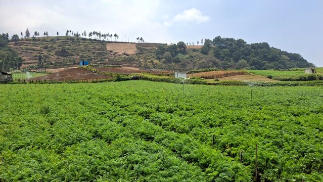 A carrot garden with hills in the background, Daucus carota