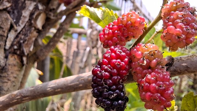 Black Red colored mulberry fruit, Morus alba