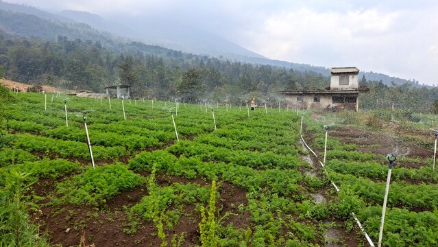 A sprinkler irrigation system spraying water in a carrot field, Daucus carota