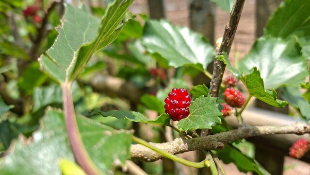 Red colored mulberry fruit, Morus alba