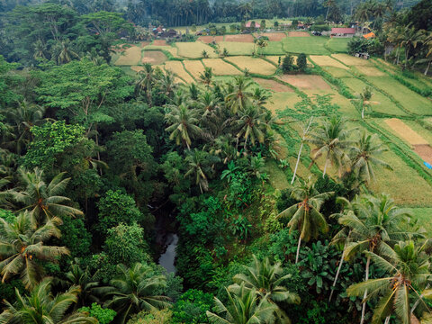 Drone view of agriculture rice fields with palm trees in a green rural landscape.