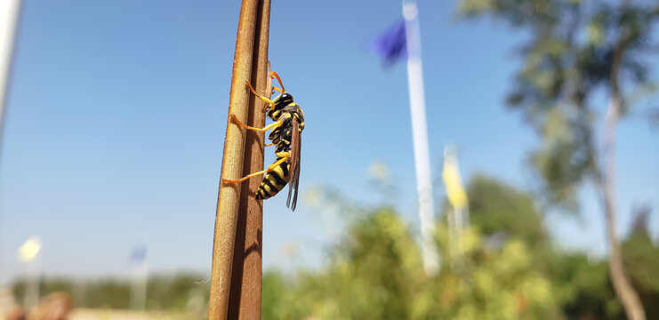 Detailed macro of a paper wasp perching on a dry plant stem against clear blue sky, Morocco wildlife[span_0](start_span)[span_0](end_span) view(18)
old clock tower