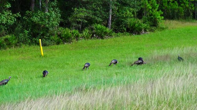 A flock of wild turkeys forages in the tall green grass of a meadow at Flatwoods Park in Tampa, Florida, while one bird stands alert as a lookout, with lush Florida woodland in the background.