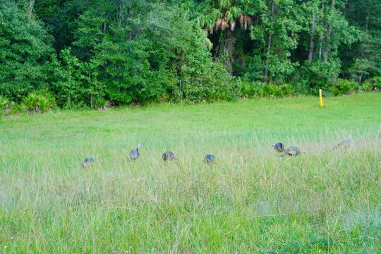 A flock of wild turkeys forages in the tall green grass of a meadow at Flatwoods Park in Tampa, Florida, while one bird stands alert as a lookout, with lush Florida woodland in the background.