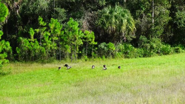 A flock of wild turkeys forages in the tall green grass of a meadow at Flatwoods Park in Tampa, Florida, while one bird stands alert as a lookout, with lush Florida woodland in the background.