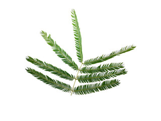 Fresh green fern fronds © The Design Hub