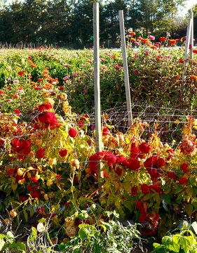 Late season pick-your-own flower field