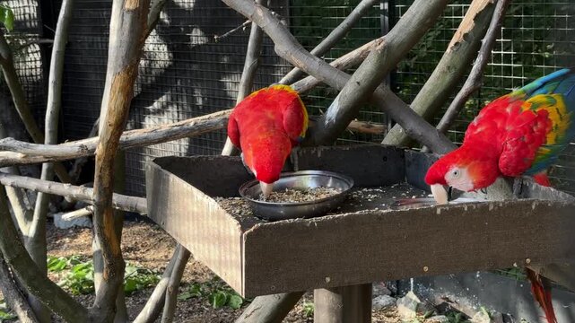 Scarlet macaws Ara macao feeding on seeds in an aviary tropical parrots native to Central and South American rainforests