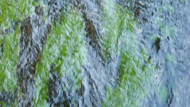 河川の流れと緑の藻類