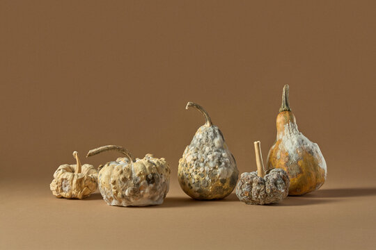 Row of moldy gourds and pumpkins