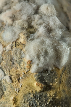 Macro of white mold on rotting gourd