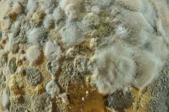 Fuzzy mold texture on spoiled surface
