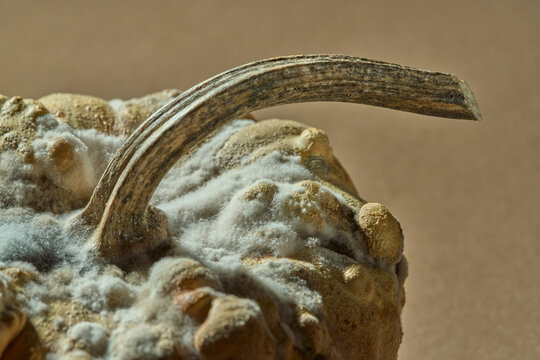 Curved stem of moldy gourd macro