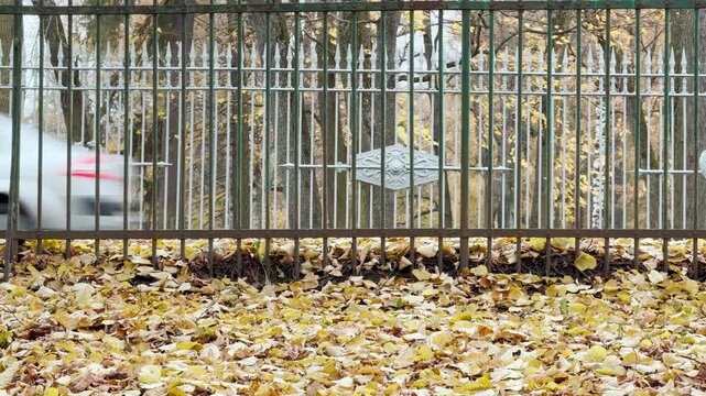 A black car drives past a metal fence covered in fallen leaves. Autumn trees frame the quiet road in Pushkin, Russia, creating a nostalgic mood.