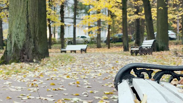 Wooden benches sit peacefully along a leaf-covered path in a colorful autumn park. Golden foliage creates a quiet, cozy, and nostalgic atmosphere in Pushkin, Russia.