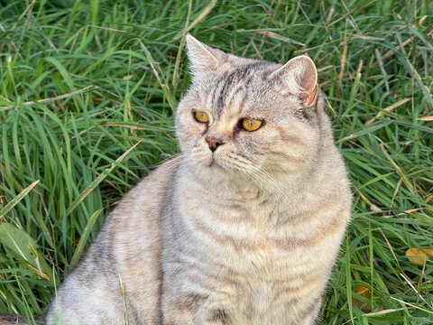 Pretty cat on the grass 