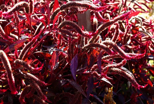 Arching foliage of  burgundy celosia in fall