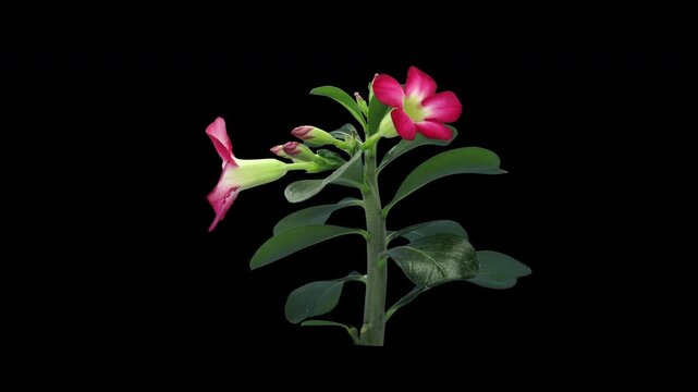 Time lapse of pink Adenium (Desert Rose) buds opening into vivid five-petaled flowers on a stem with glossy green leaves, with alpha transparency channel, isolated on a black background, 4K footage