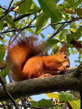 Squirrel is eating a walnut in a tree