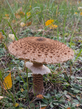 Full view of a parasol mushroom with a scaly cap and stem ring growing among fallen leaves