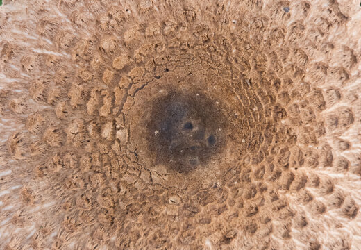 Extreme close-up of a light brown scaly mushroom cap texture