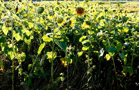 Sunflowers fading at end of autumn