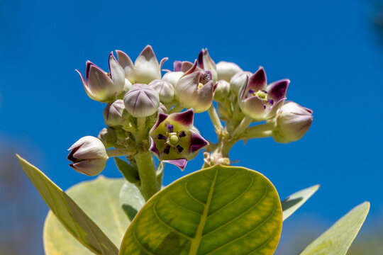 Close up of the blossoms of the Sodom apple, Calotropis procera flowering plant found near the Dead Sea in Israel from the milkweed family.
