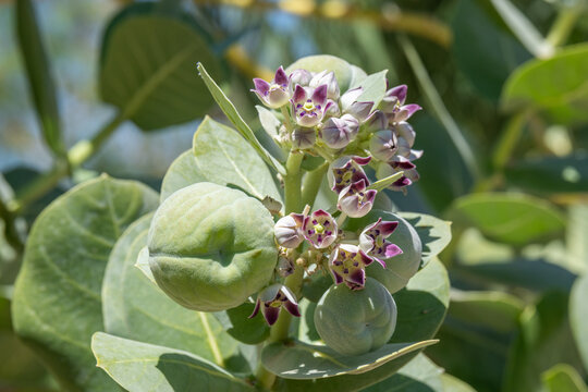 Close up of the fruit and blossoms of the  Sodom apple, Calotropis procera flowering plant found near the Dead Sea in Israel from the milkweed family.
