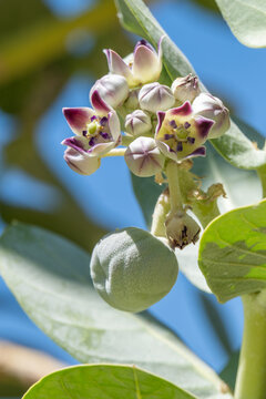 Close up of the fruit and blossoms of the  Sodom apple, Calotropis procera flowering plant found near the Dead Sea in Israel from the milkweed family.
